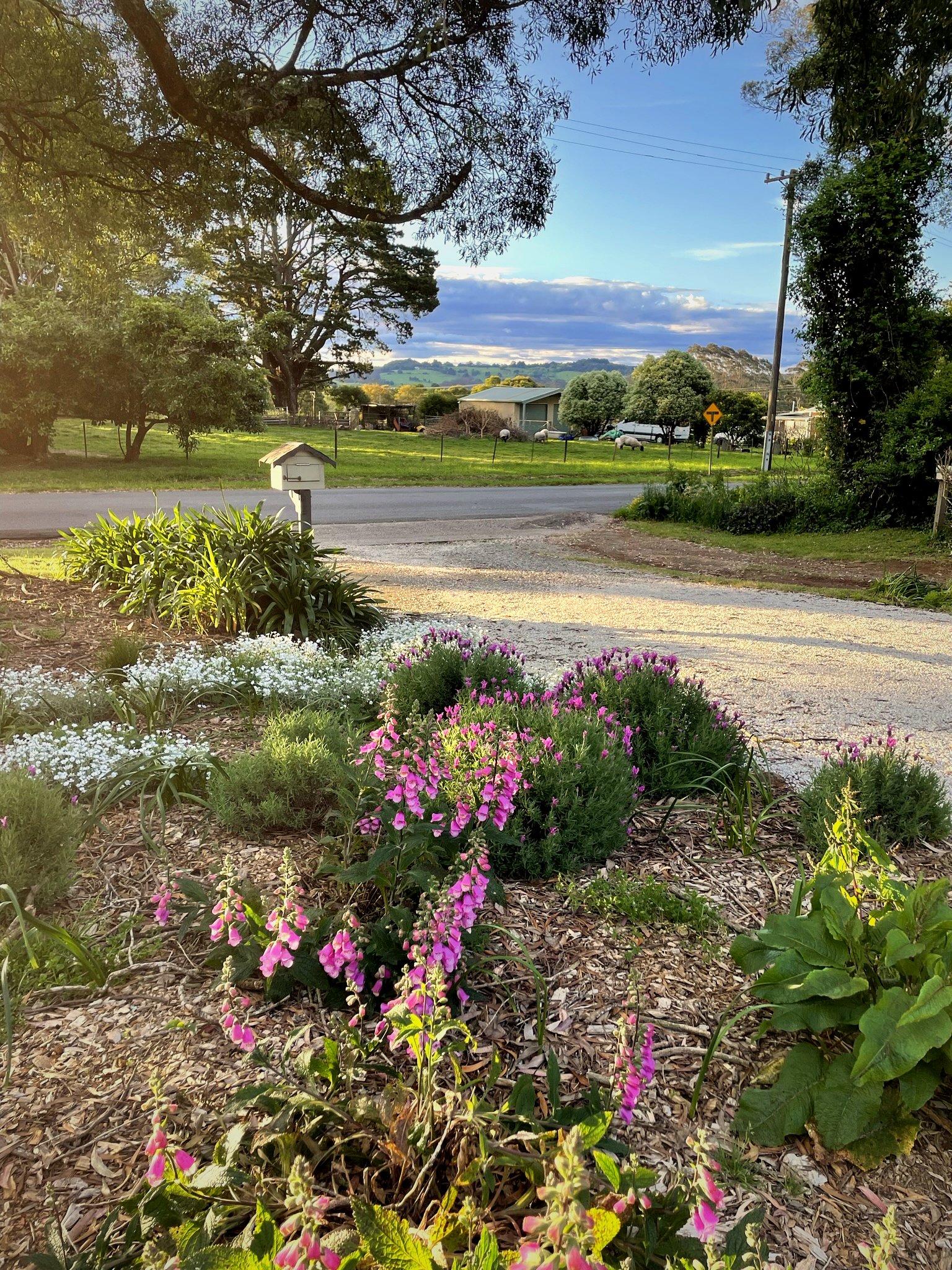 Colourful mulched garden bed with pink foxgloves, forget-me-nots and agapanthus along a rural driveway at Belmore Falls Rd Robertson