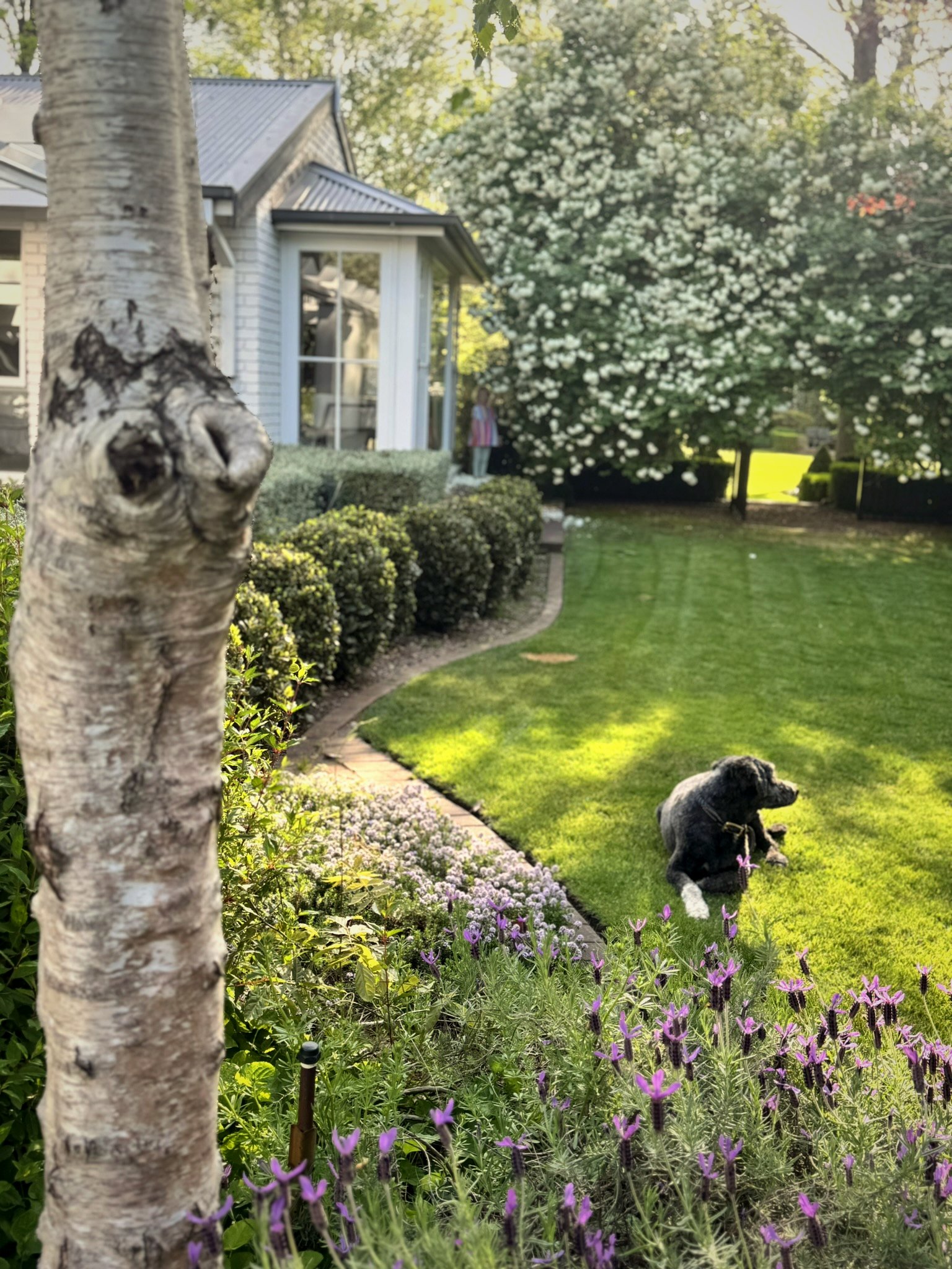 Manicured lawn with lavender border, box hedging, birch tree and Bonnie the Bordoodle relaxing on the grass at a Burradoo property