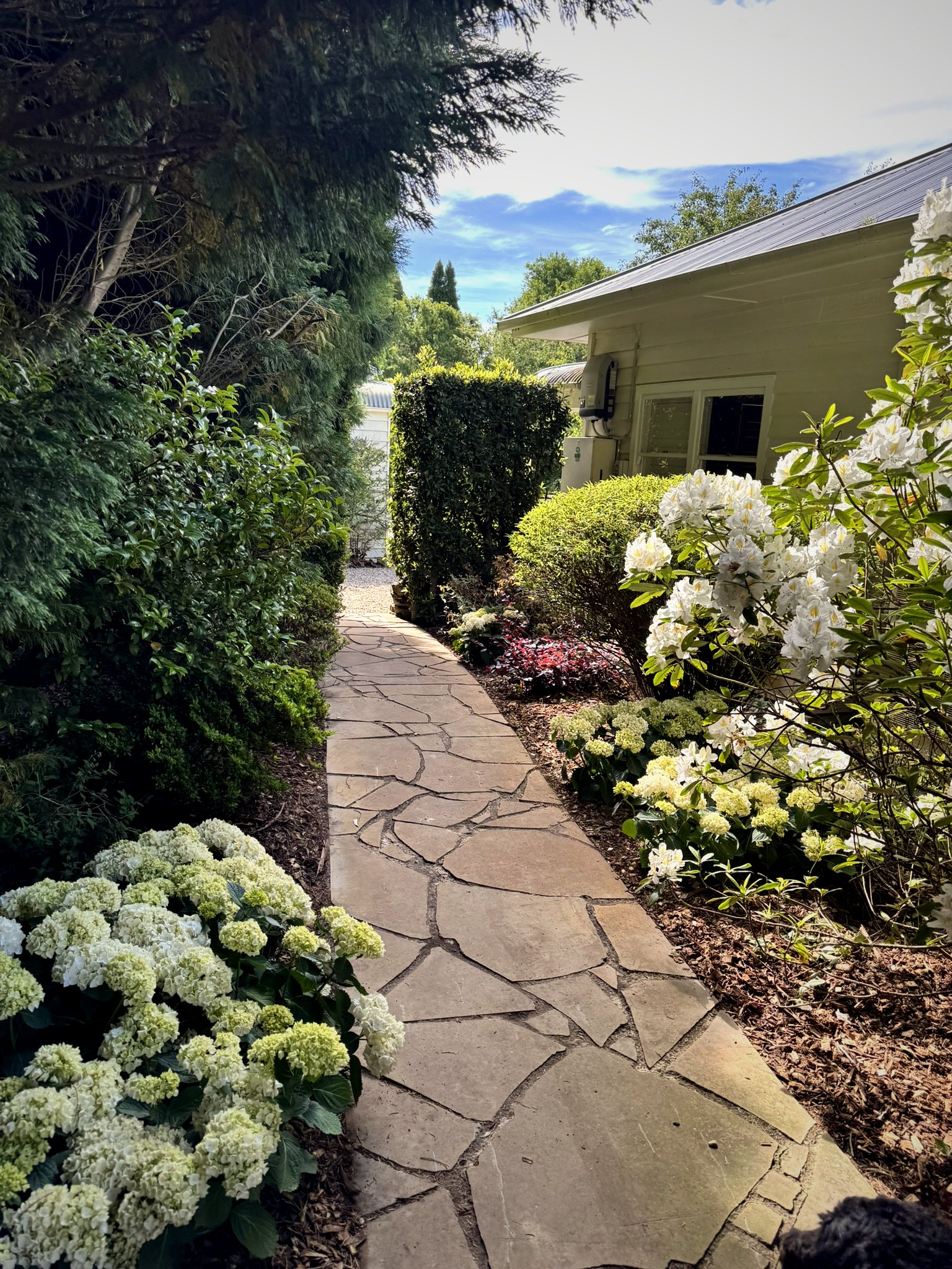 Flagstone pathway lined with white hydrangeas and rhododendrons leading past trimmed hedging alongside a weatherboard cottage at Wildes Meadow